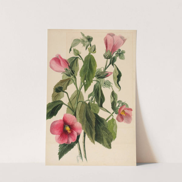 Rose Gentian (Sabbatia angularis) (1880) by Mary Vaux Walcott