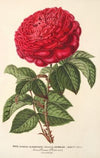 Rose (hybr. remont) Monsieur Journeaux