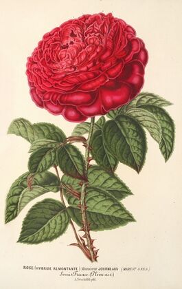 Rose (hybr. remont) Monsieur Journeaux