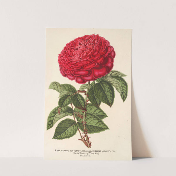 Rose (hybr. remont) Monsieur Journeaux by Charles Antoine Lemaire