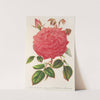 Rose (Ile-Bourbon) var. Souvenir de la Malmaison a fleurs roses by Charles Antoine Lemaire