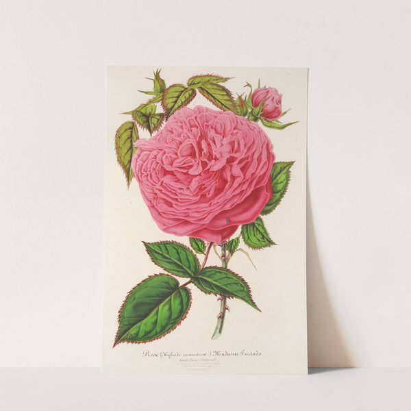 Rose Madame Furtardo by Charles Antoine Lemaire