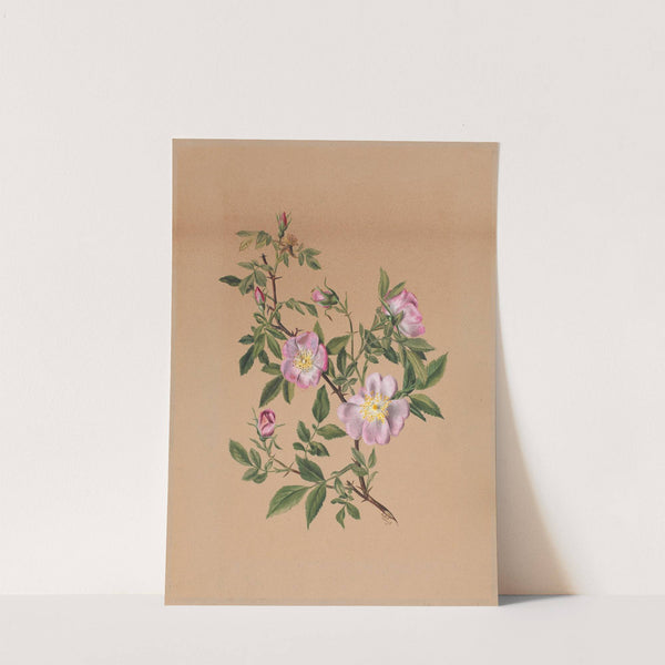 Rose Mallow (Hibiscus moscheutos) (1878) by Mary Vaux Walcott