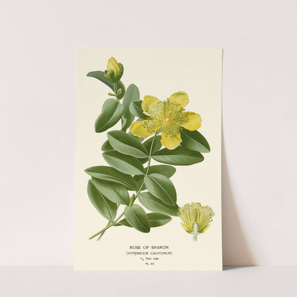 Rose of Sharon (1896-1897) by Edward Step