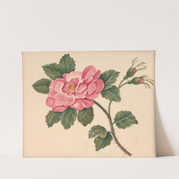 Rose on a stem with leaves and unopened blossoms (1820-1839) by William Wood Thackara