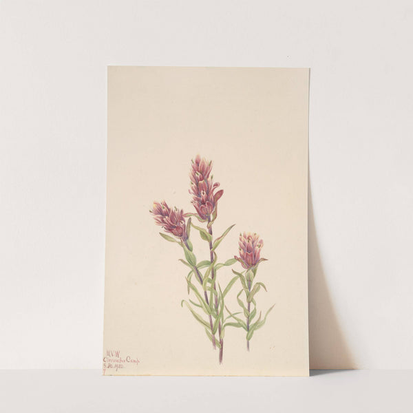 Rose Paintbrush (Castilleja pallida) (1920) by Mary Vaux Walcott