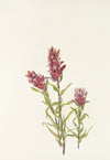 Grass-pink Orchid. Limodorum tuberosum