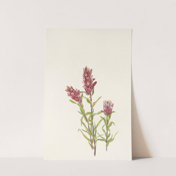 Rose Paintbrush. (Castilleja pallida) (1925) by Mary Vaux Walcott