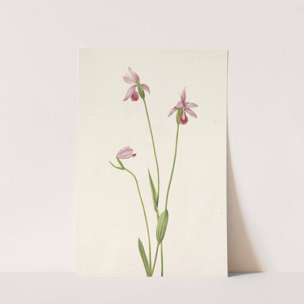 Rose Pogonia. Pogonia ophioglossoides (1925) by Mary Vaux Walcott