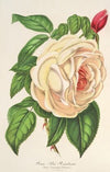 Rose Président (Thé)