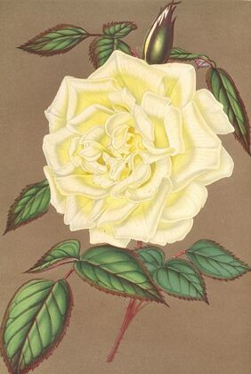 Rose (Thé) Isabelle Sprunt