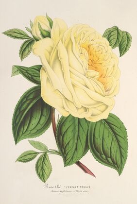 Rose (Thé) l’Enfant trouvé