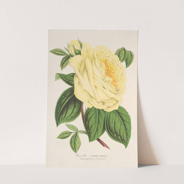 Rose (Thé) l’Enfant trouvé by Charles Antoine Lemaire