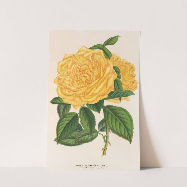 Rose (Thé) Maréchal Niel by Charles Antoine Lemaire