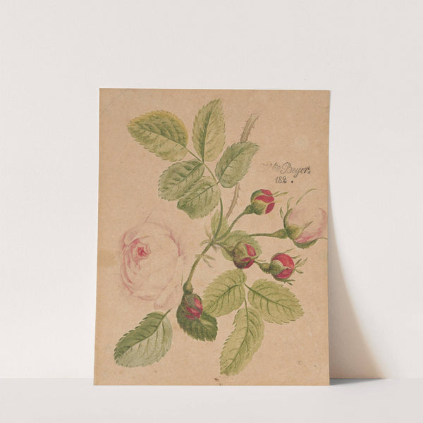 Rose twig - rosa centifolia by Henryka Beyer