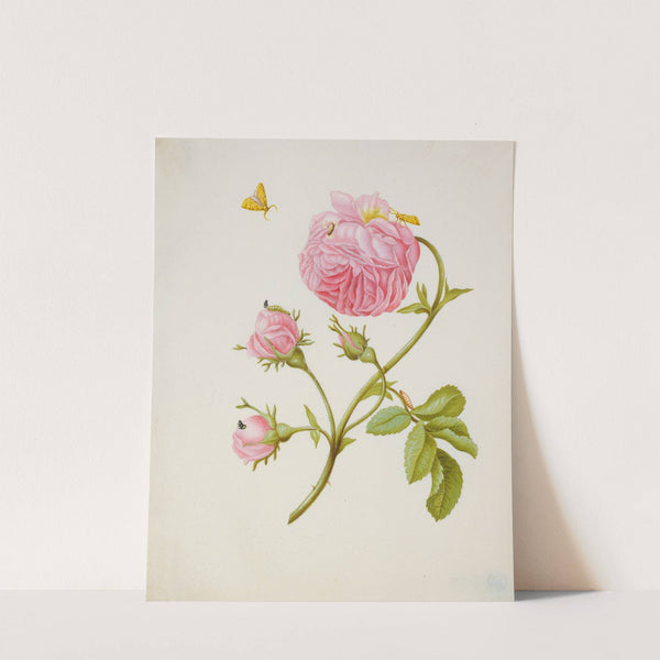 Rose with Metamorphosis of Leaf Roller and a Glued Beetle Larva (after 1679) by Maria Sibylla Merian