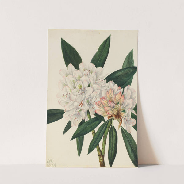Rosebay Rhododendron (Rhododendron maximum) (1926) by Mary Vaux Walcott