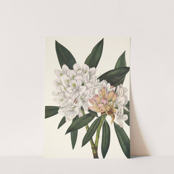 Rosebay Rhododendron. Rhododendron maximum (1925) by Mary Vaux Walcott