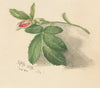 Rosebud (1872)