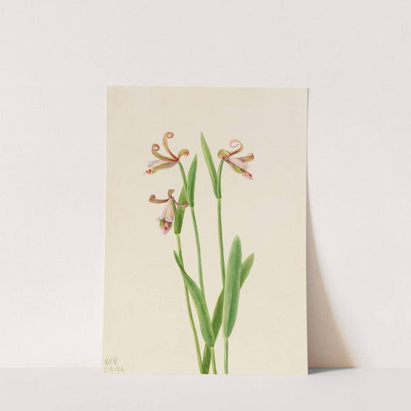 Rosebud Orchid (Pogonia divaricata) (1926) by Mary Vaux Walcott