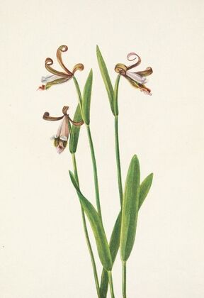 Red Chokeberry (flower). (Aronia arbutifolia)