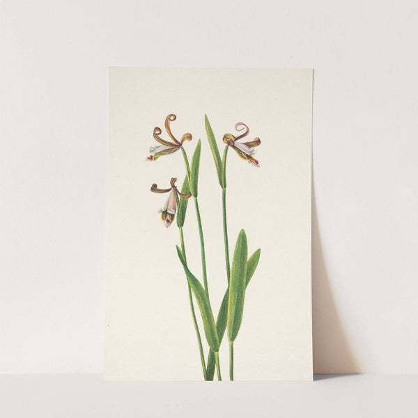 Rosebud Orchid. Pogonia divaricata (1925) by Mary Vaux Walcott