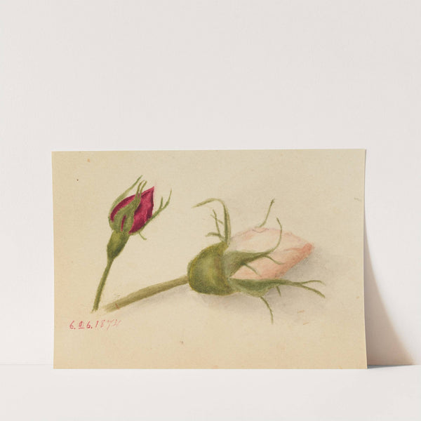 Rosebuds (1874) by Mary Vaux Walcott