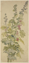 Rosella
