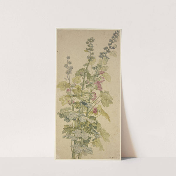 Rosella by Jan van Huysum