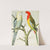 Rosella Parrakeets by W. A . Blakston