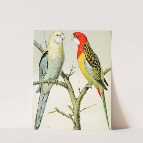 Rosella Parrakeets by W. A . Blakston