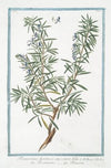Rosemarinus hortensis, angustiore folio – Rosmarino – Rosmarin. (Rosemary)
