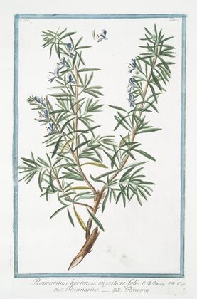 Rosemarinus hortensis, angustiore folio – Rosmarino – Rosmarin. (Rosemary)