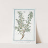 Rosemarinus hortensis, angustiore folio - Rosmarino - Rosmarin. (Rosemary) by Giorgio Bonelli