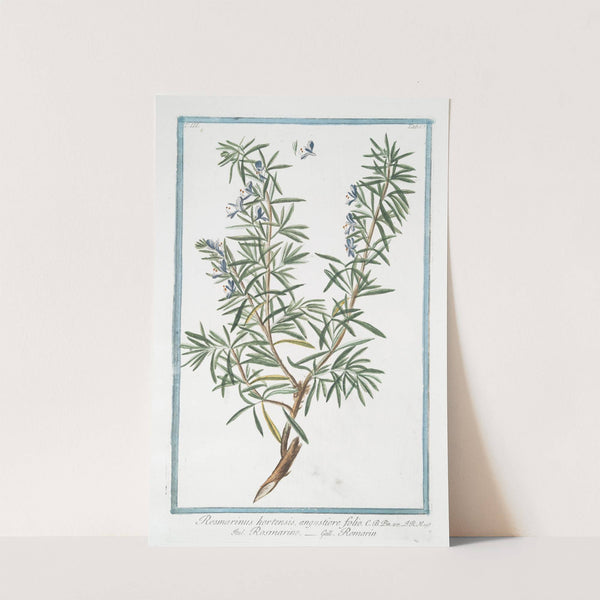 Rosemarinus hortensis, angustiore folio - Rosmarino - Rosmarin. (Rosemary) by Giorgio Bonelli