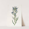Rosemary-leaved Gromwell by Sydenham Edwards