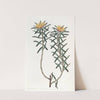 Rosemary-leaved Pultenaea by Sydenham Edwards