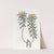 Rosemary-leaved Pultenaea by Sydenham Edwards