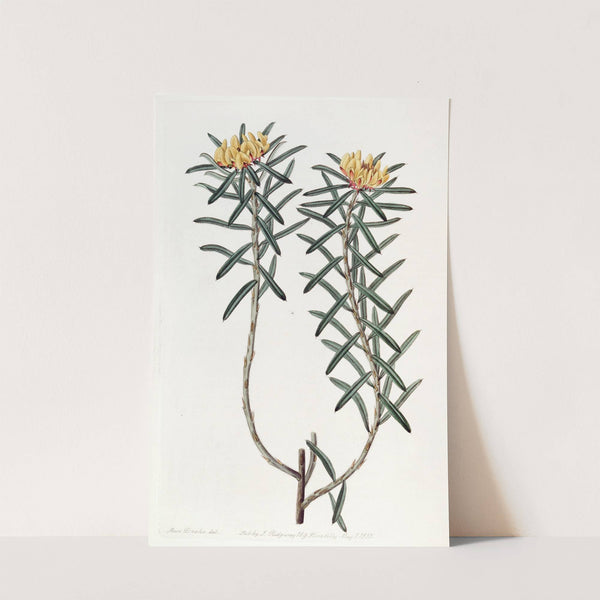 Rosemary-leaved Pultenaea by Sydenham Edwards