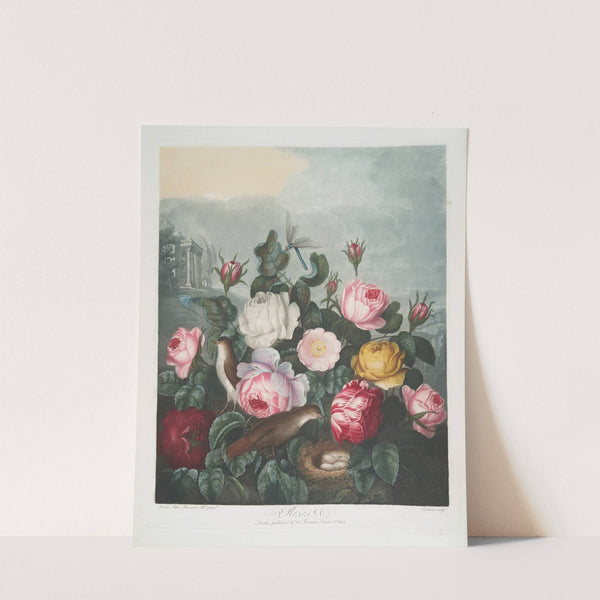 Roses by Robert John Thornton