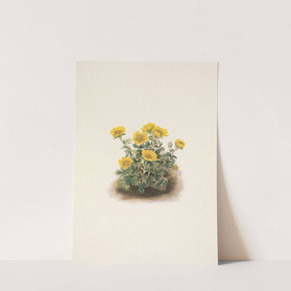 Rosette Cinquefoil. Potentilia uniflora (1925) by Mary Vaux Walcott