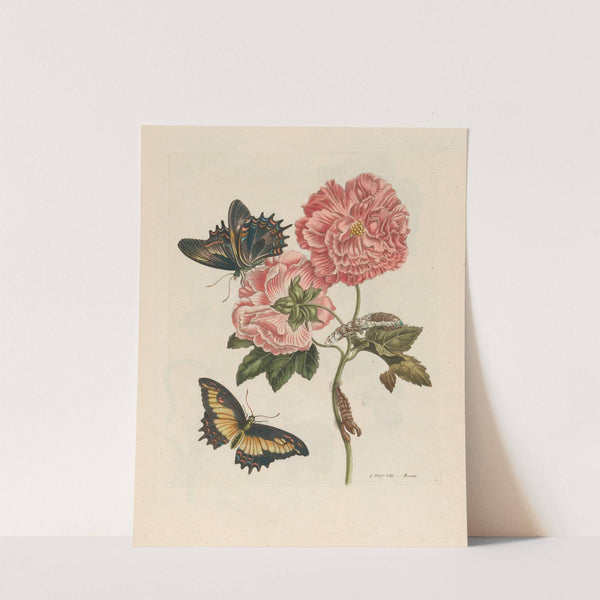 Rosier (1719) by Maria Sibylla Merian