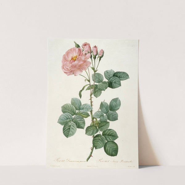 Rosier Aurore Poniatowska, from La Couronne Des Roses by Pierre Joseph Redouté