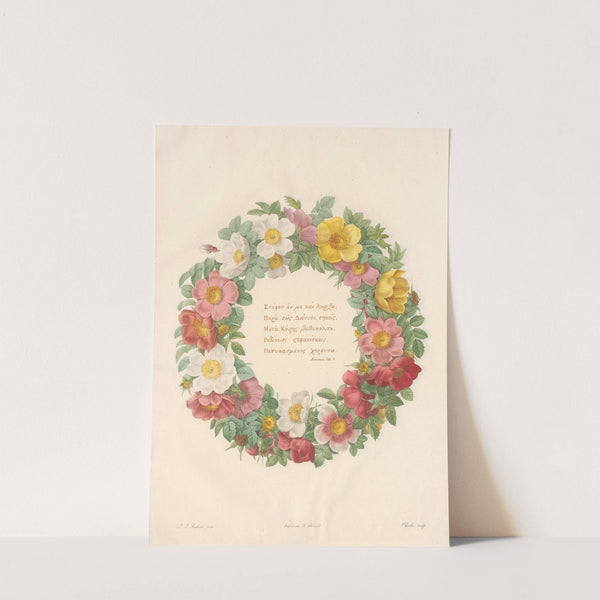 Rosier du Bengale by Pierre Joseph Redouté