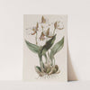 Ross's Odontoglossum by Sydenham Edwards
