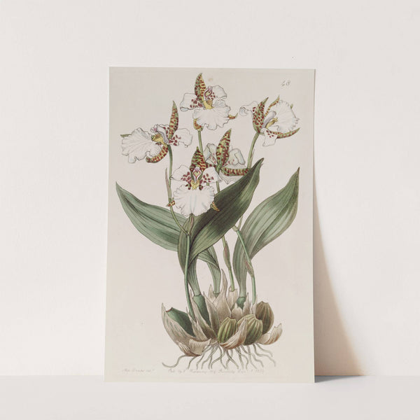 Ross's Odontoglossum by Sydenham Edwards