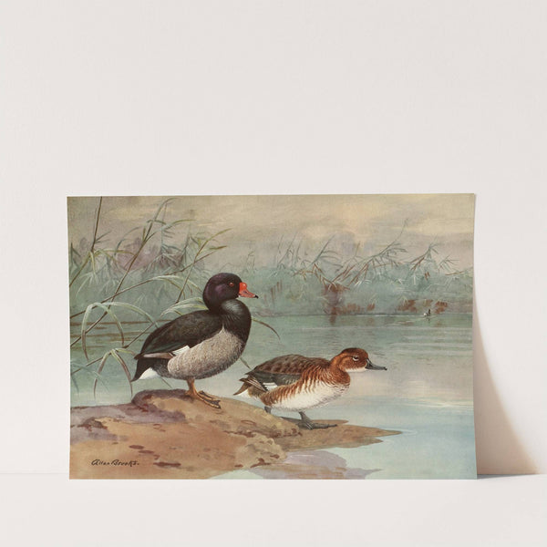 Rosy-Billed Duck (1922-1926) by Allan Brooks