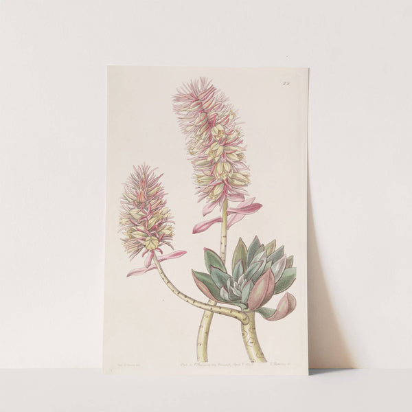 Rosy Echeveria by Sydenham Edwards