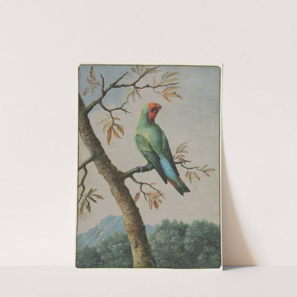 Rosy Faced Love Bird (c. 1714–73) by George Edwards