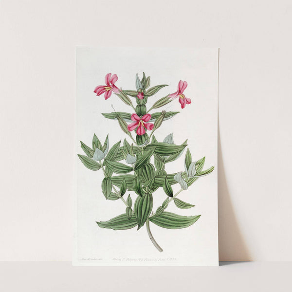 Rosy Monkey-flower by Sydenham Edwards